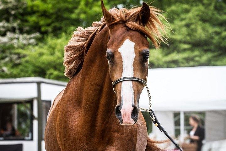 Arabisk fuldblod (OX) Marco APN - 2014-2017* - Photo Credit: DinDyrefotograf billede 1