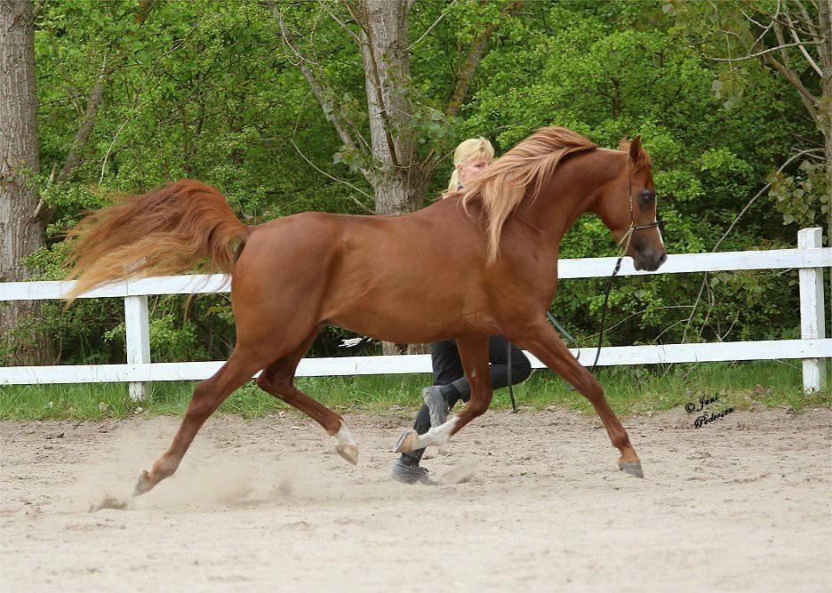 Arabisk fuldblod (OX) Marco APN - 2014-2017* - Photo Credit: Jani Pedersen billede 6