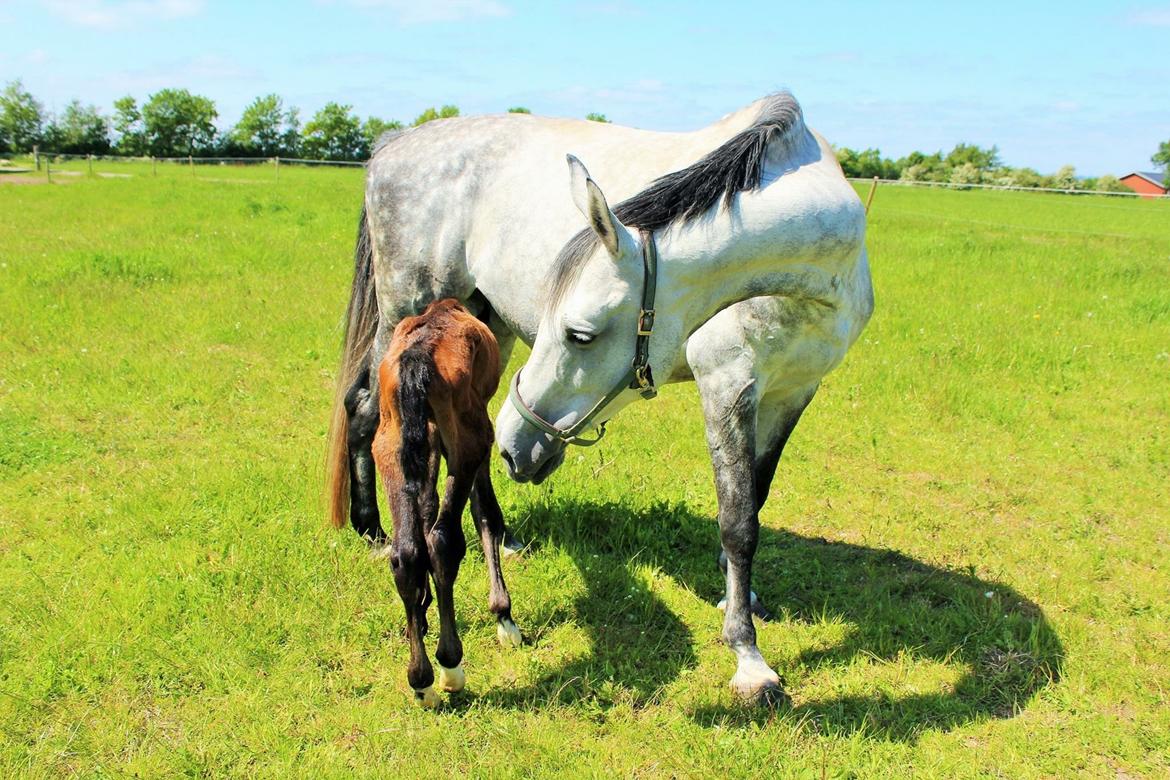 Holstener Camelot org. pap. mgl. - Sommer 15 billede 11
