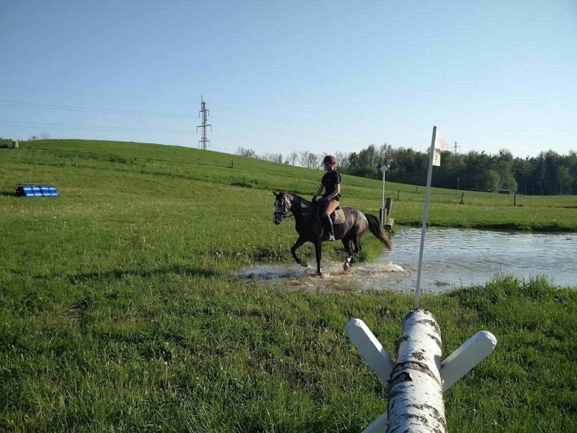 DSP Tystrupgårds Bathiba - 19. maj 2017, terræntræning i Ishøj billede 2