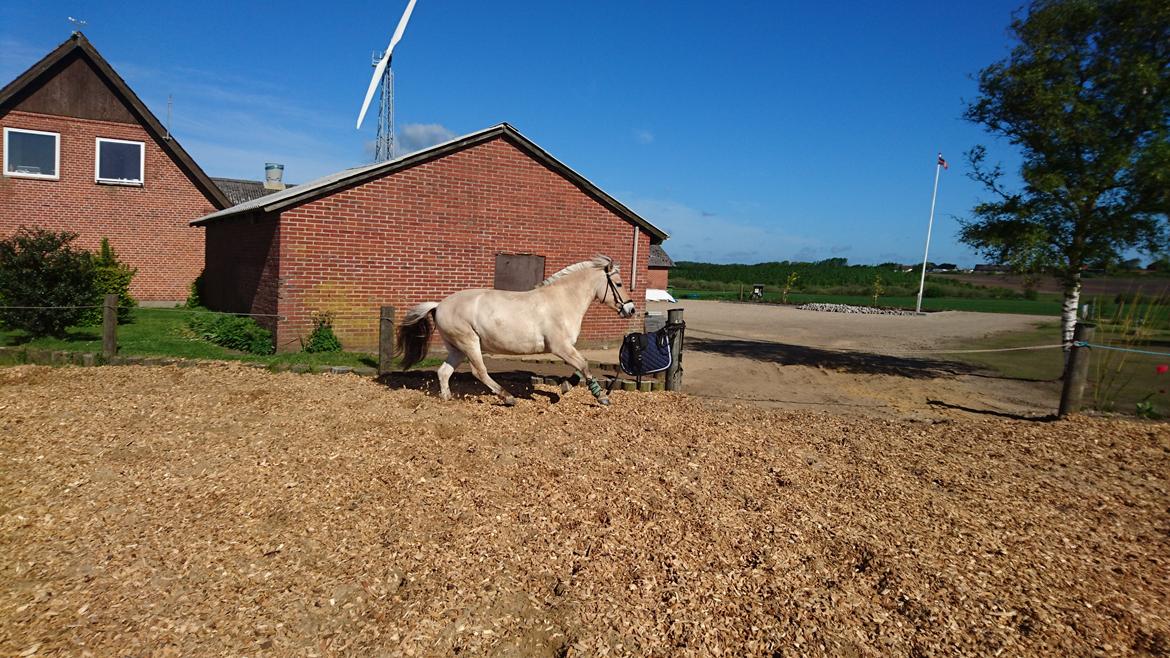 Fjordhest Rimbo møldrup billede 12