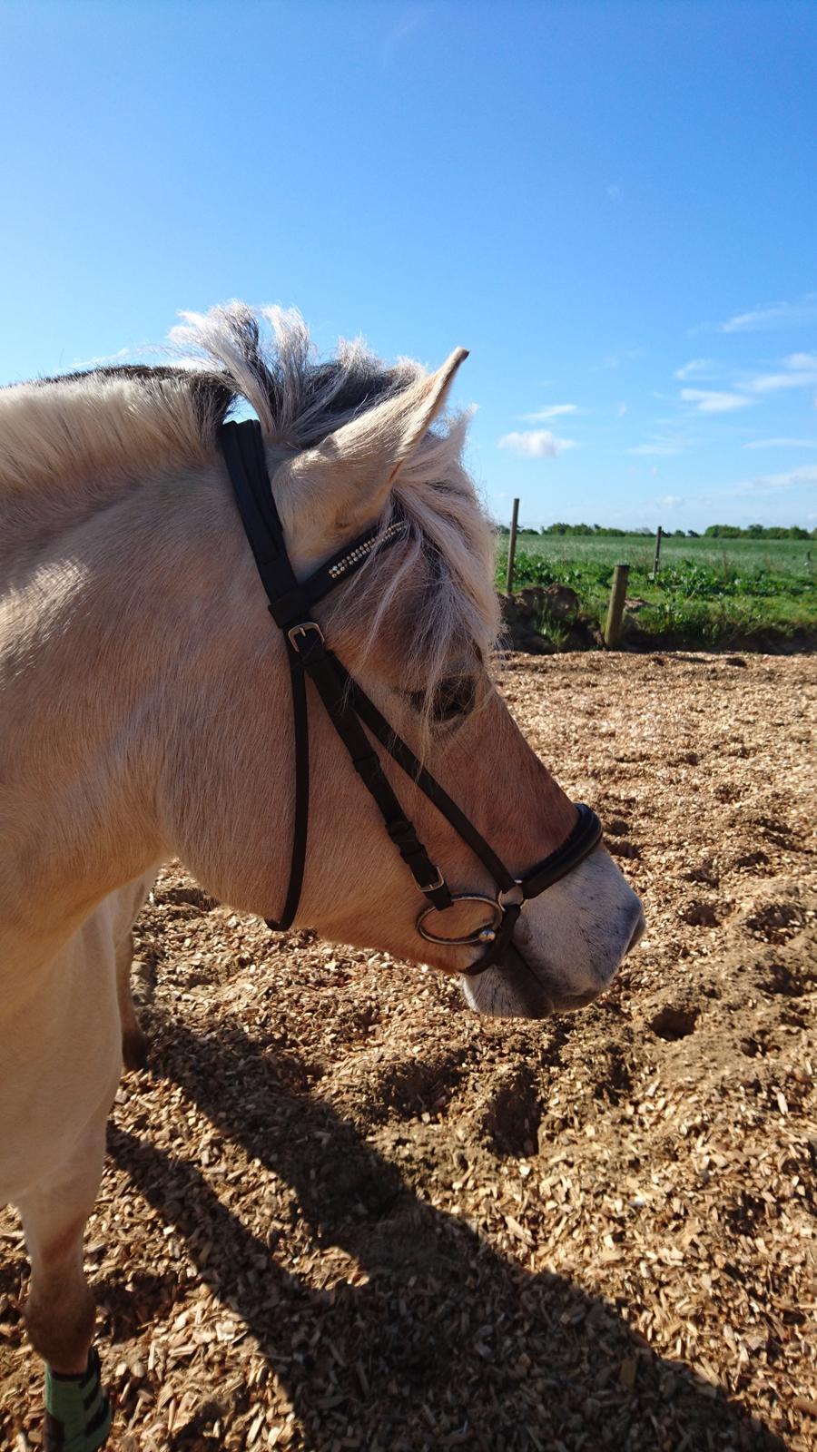 Fjordhest Rimbo møldrup billede 11