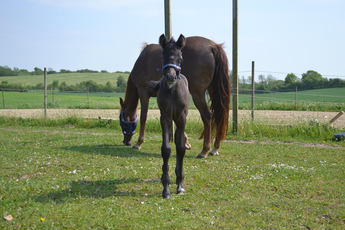 New Forest Harbogaards Cody billede 26