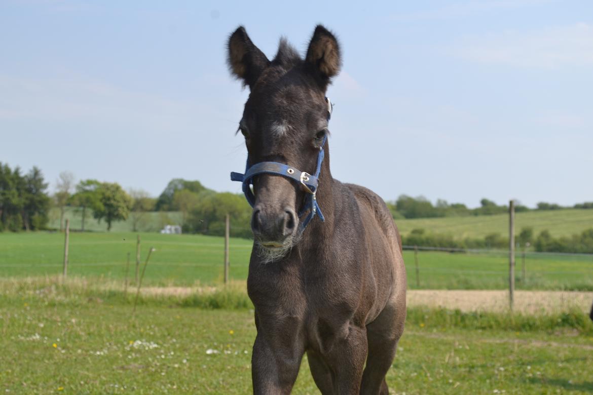 New Forest Harbogaards Cody billede 8