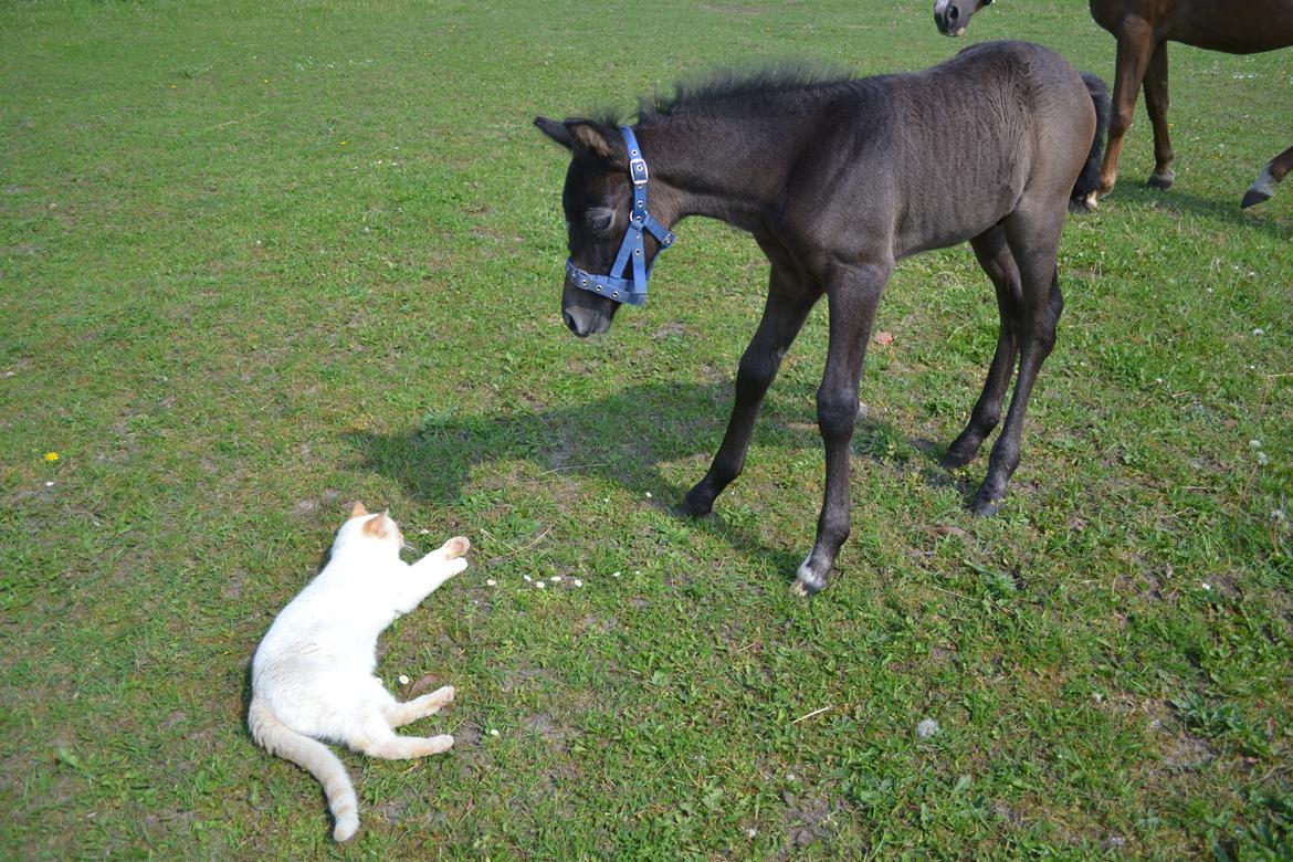 New Forest Harbogaards Cody billede 27