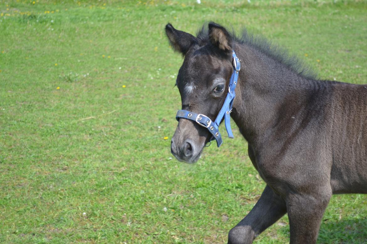 New Forest Harbogaards Cody billede 28