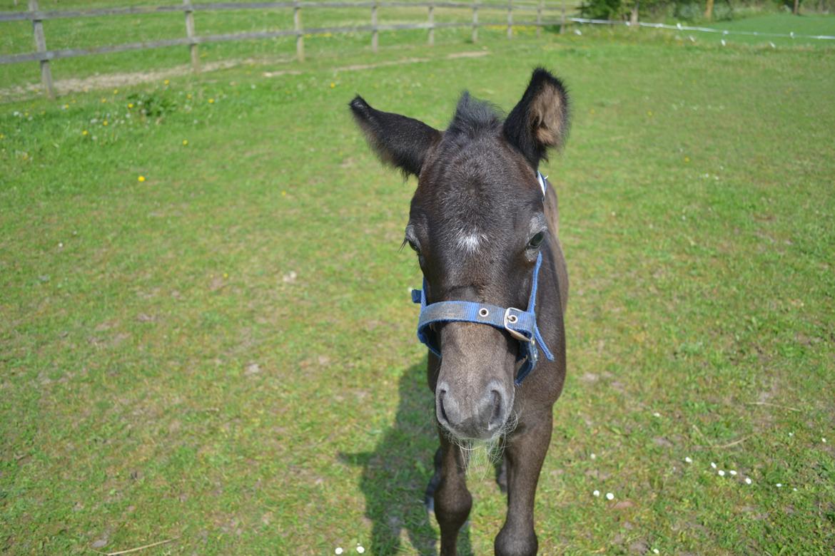 New Forest Harbogaards Cody billede 29