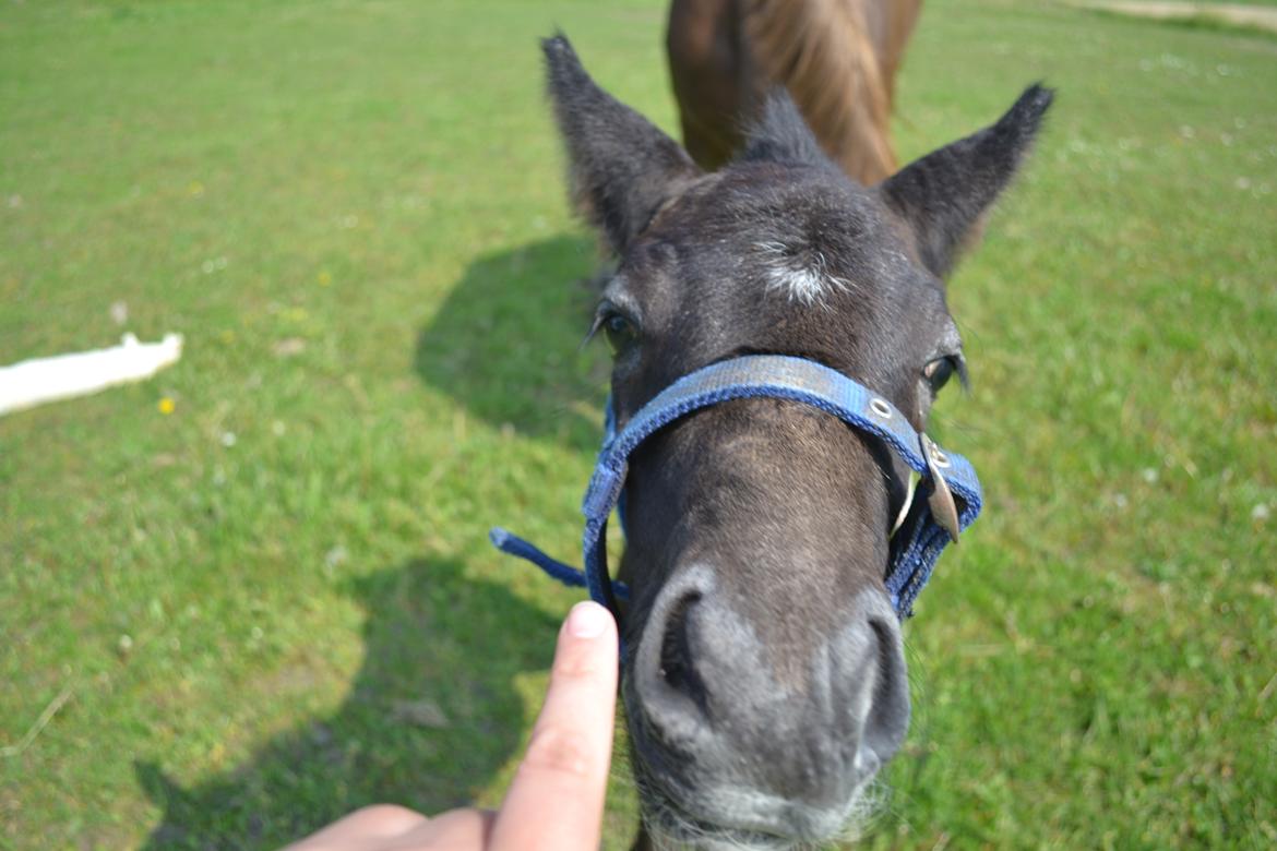 New Forest Harbogaards Cody billede 30