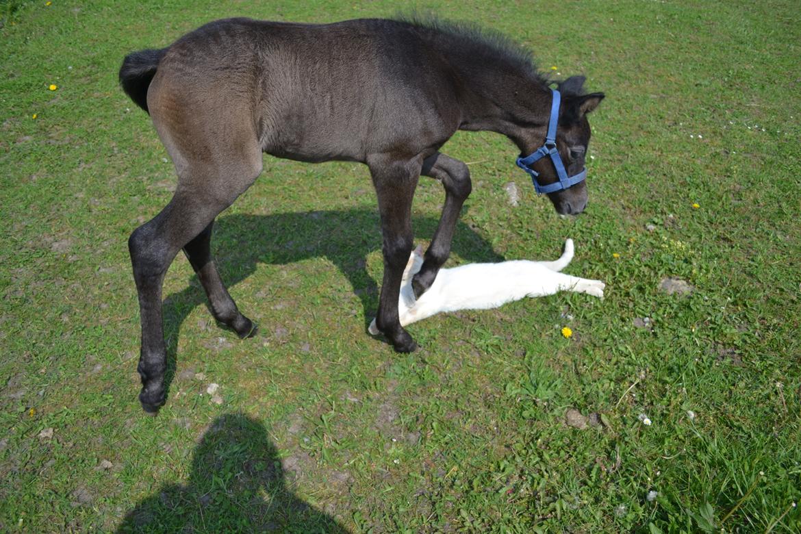 New Forest Harbogaards Cody billede 31