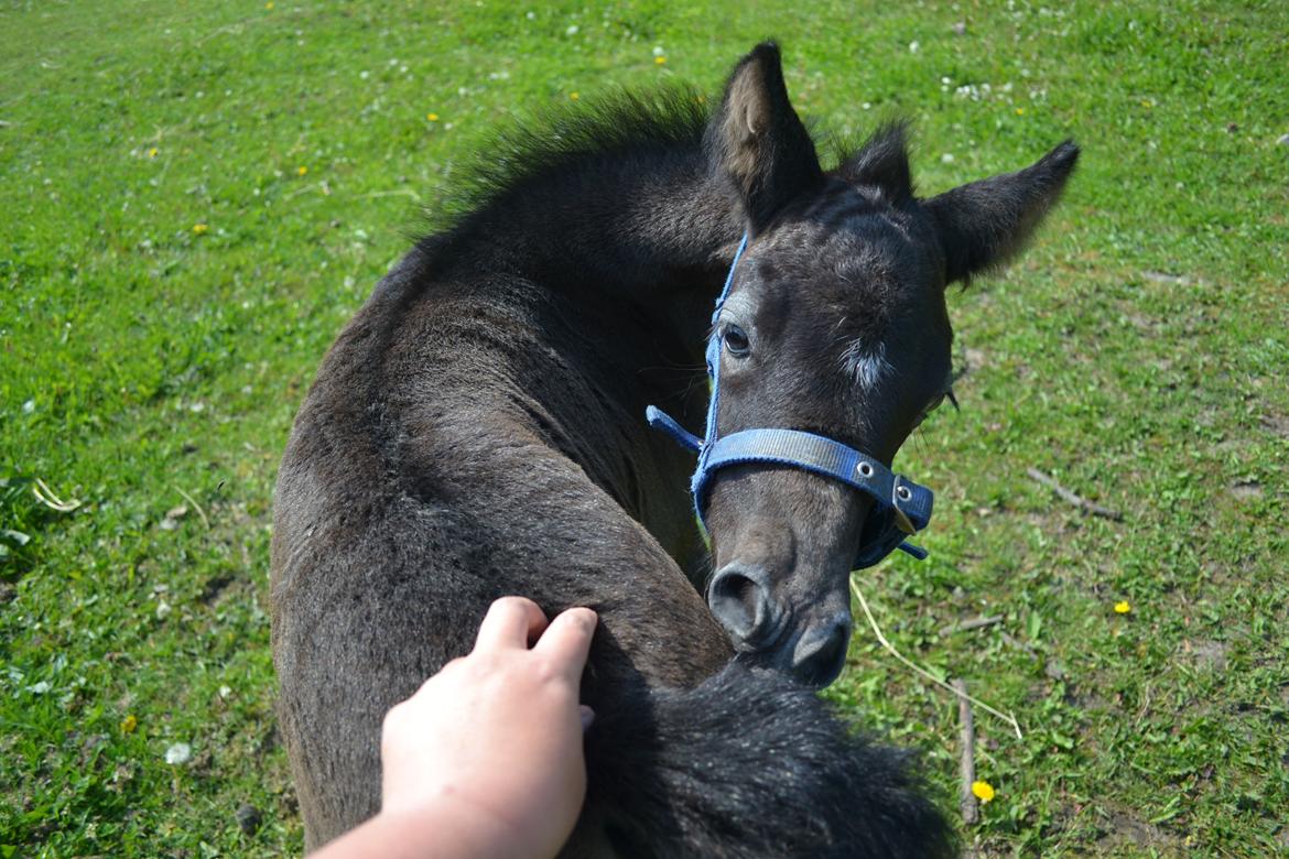 New Forest Harbogaards Cody billede 7