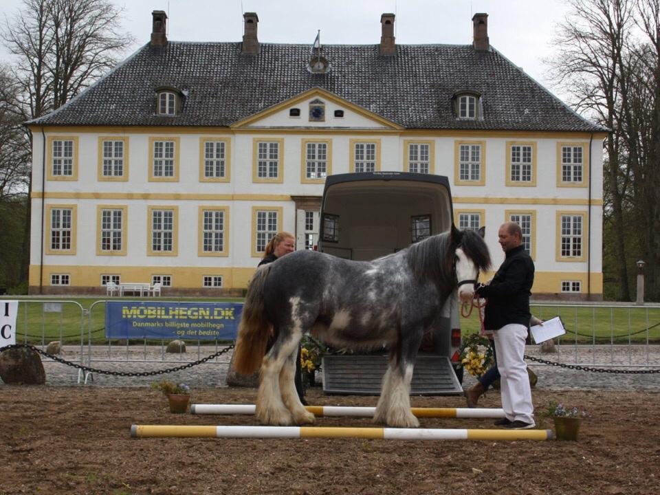 Irish Cob Pepper Van Irish Cob Holland 2 præmium billede 2
