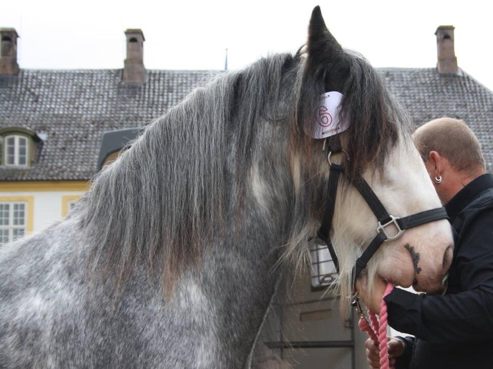 Irish Cob Pepper Van Irish Cob Holland 2 præmium billede 3