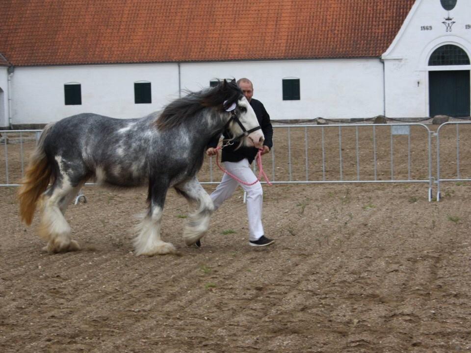 Irish Cob Pepper Van Irish Cob Holland 2 præmium billede 4