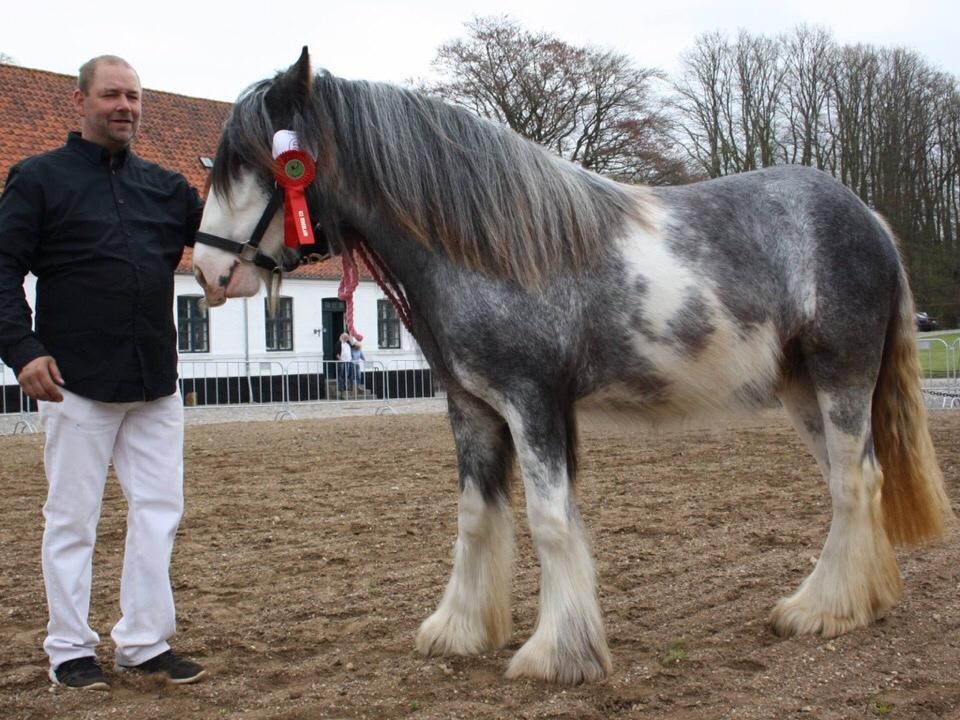 Irish Cob Pepper Van Irish Cob Holland 2 præmium billede 1