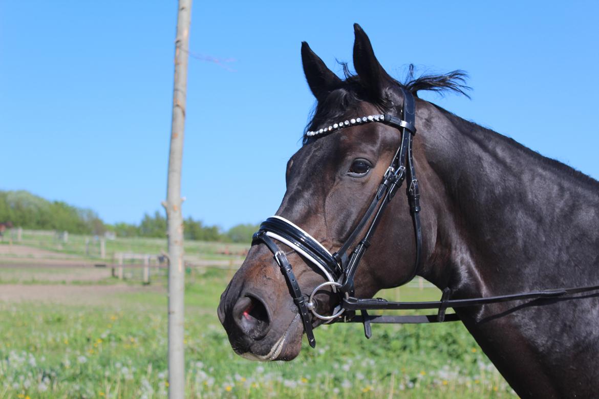 Dansk Varmblod Villumhøjs Lady Super Dancer - My girl <3 billede 11