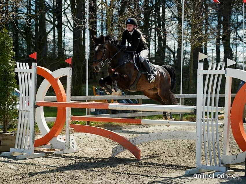 Hollandsk Varmblod Wilddancer billede 47