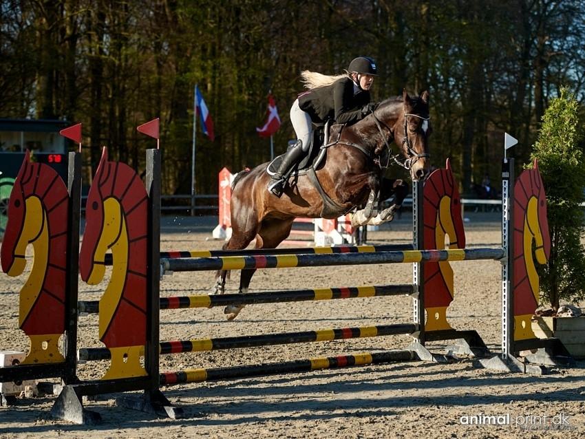 Hollandsk Varmblod Wilddancer billede 44