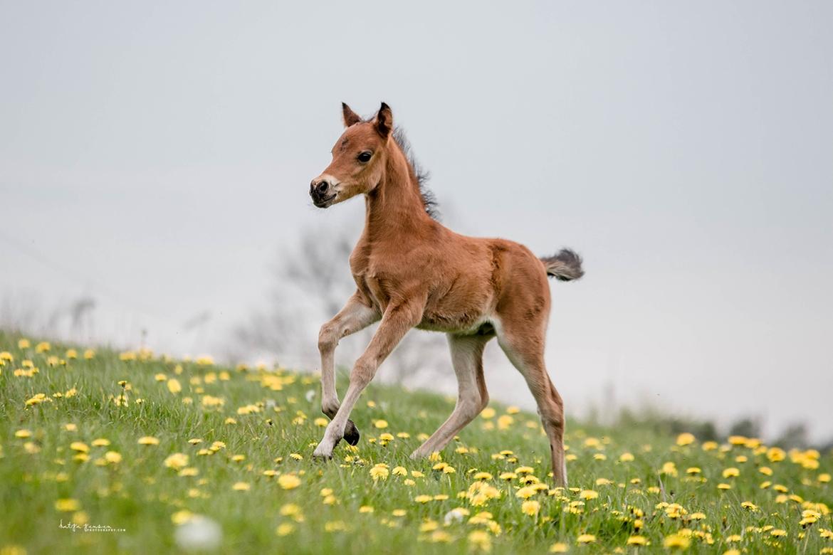 Welsh Partbred (Sec F) DJ Malthe Soleil - Malthe, 1 måned gammel. billede 14