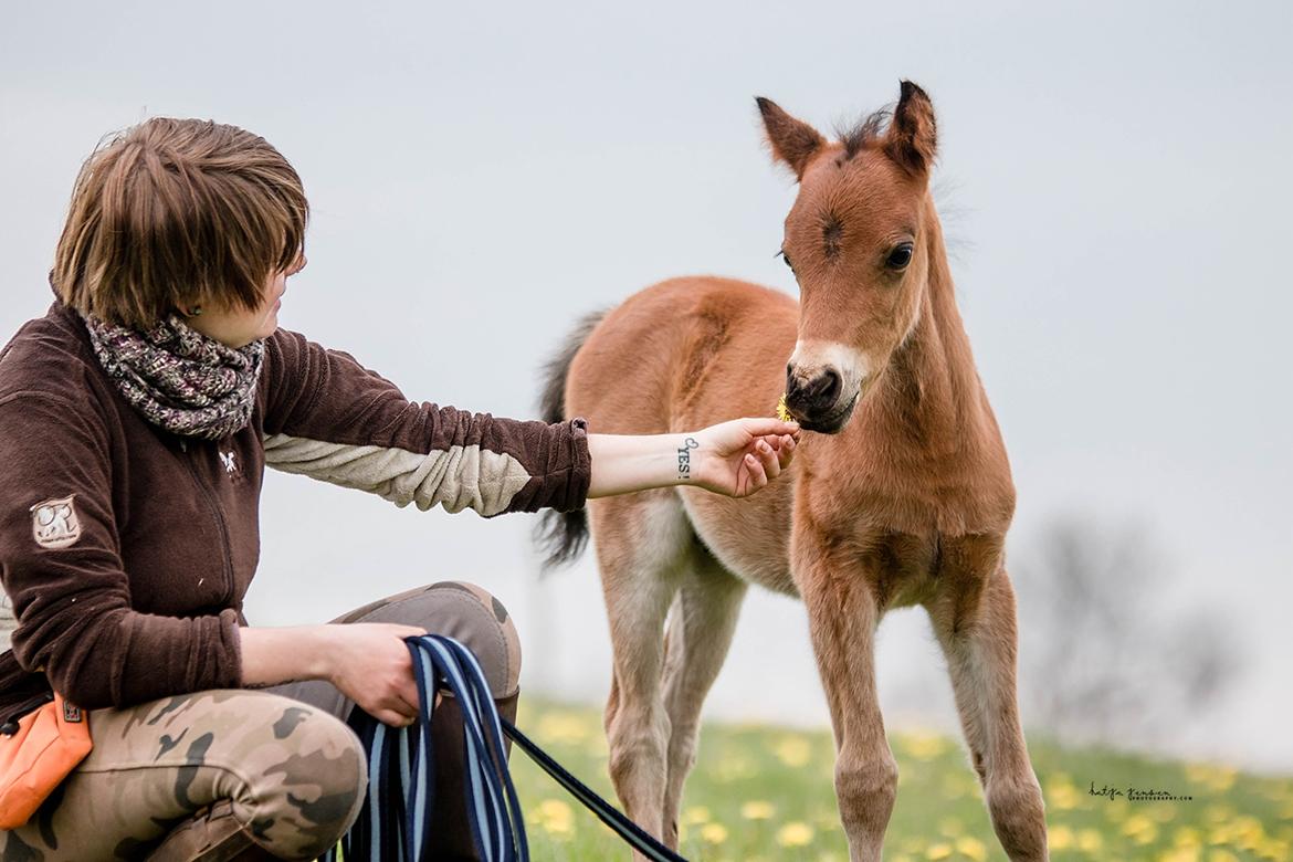 Welsh Partbred (Sec F) DJ Malthe Soleil - Malthe, 1 måned gammel. billede 13