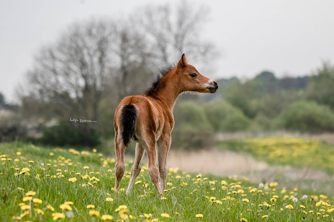 Welsh Partbred (Sec F) DJ Malthe Soleil - Malthe, 1 måned gammel. billede 16