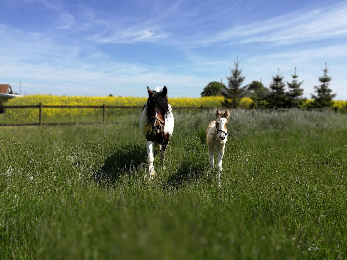 Tinker Satin´s Acacia billede 9