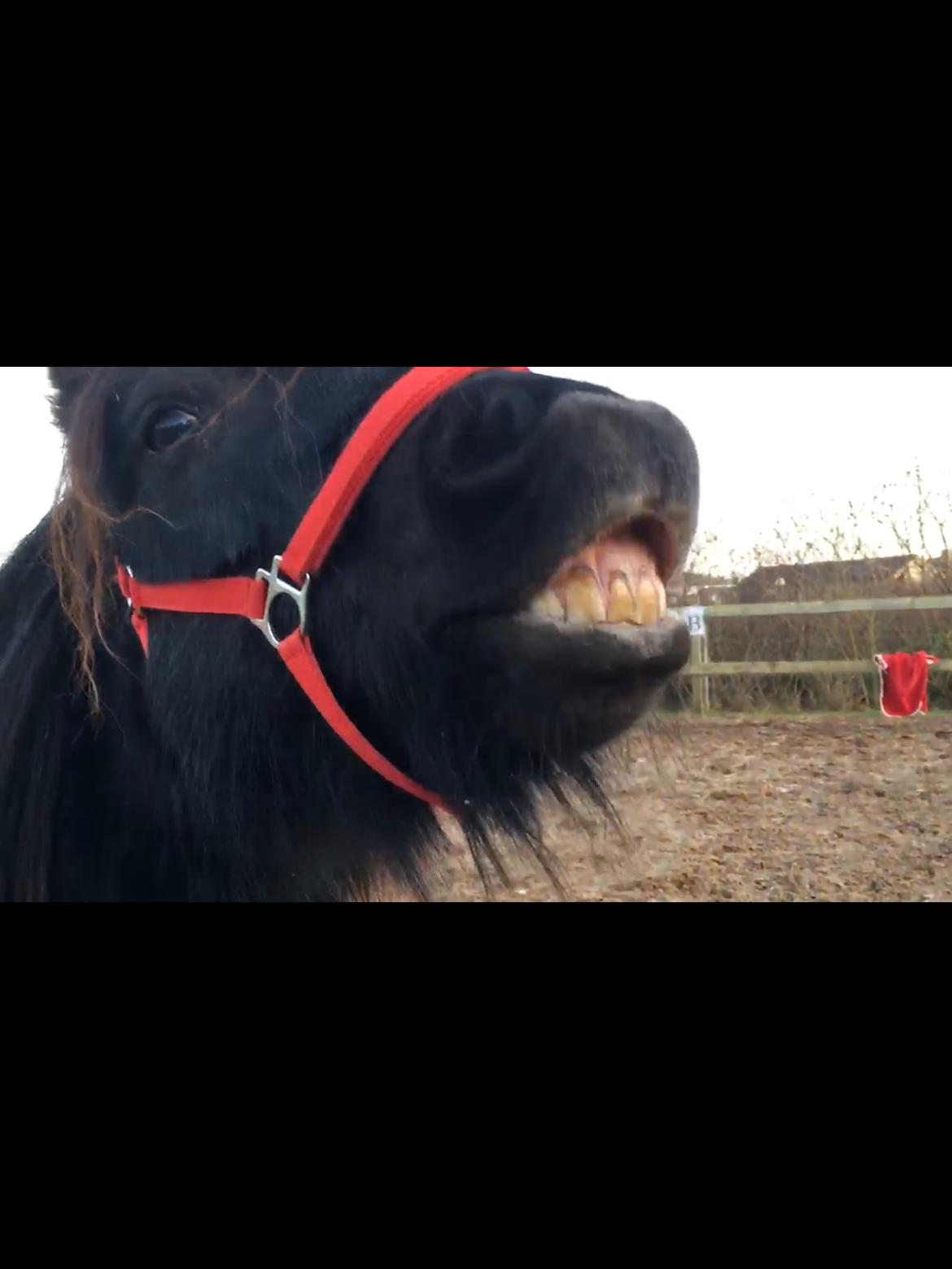 Shetlænder Mill Of Towie Country Lad - Smiiil! billede 18