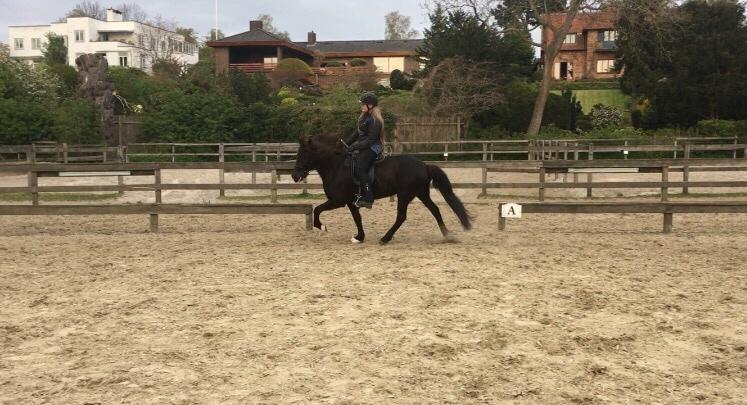 Islænder Kolka  fra Vinkærgård billede 3