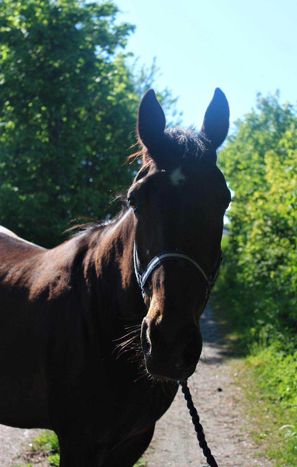 Traver Woody  billede 1