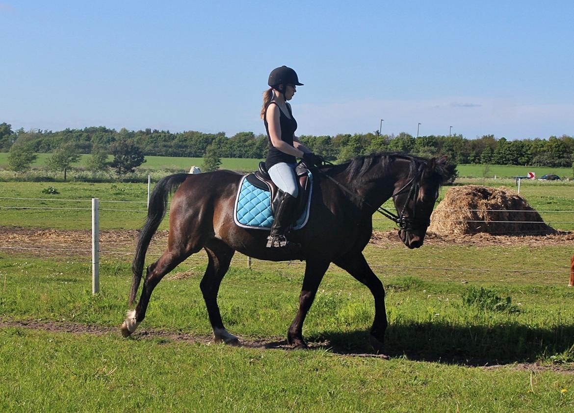 Traver Woody  billede 4