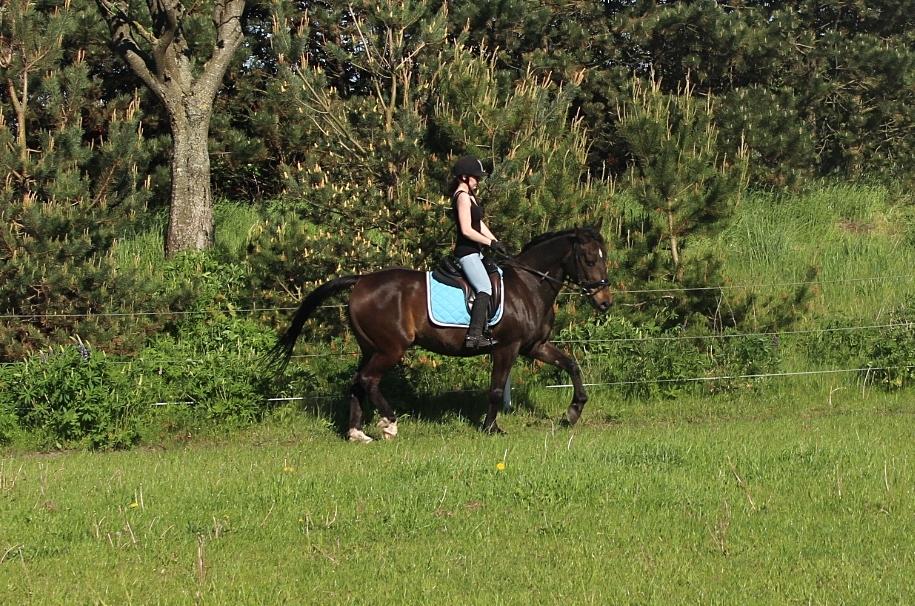 Traver Woody  billede 7