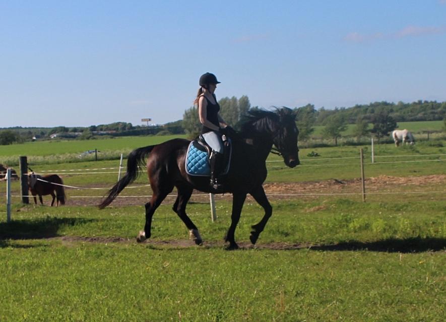 Traver Woody  billede 8