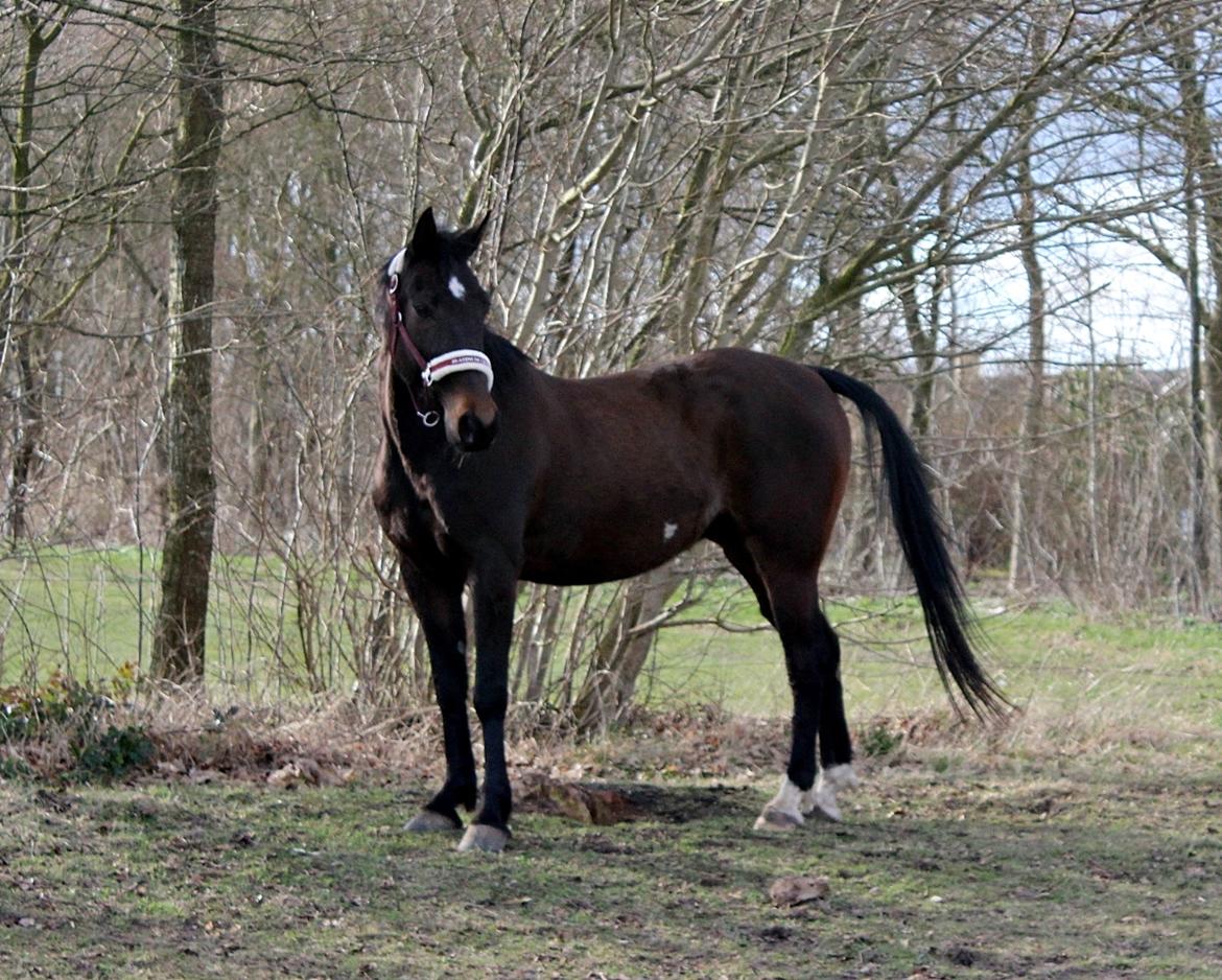 Traver Woody  billede 9