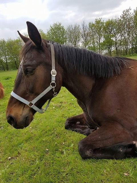 Traver Woody  billede 12