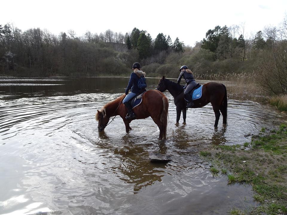 Traver Woody  billede 11