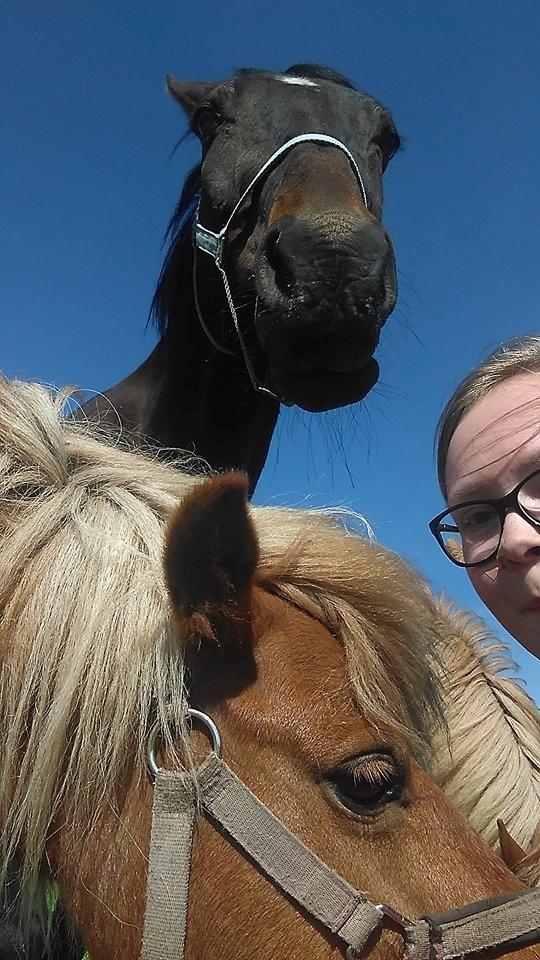 Traver Woody  billede 13