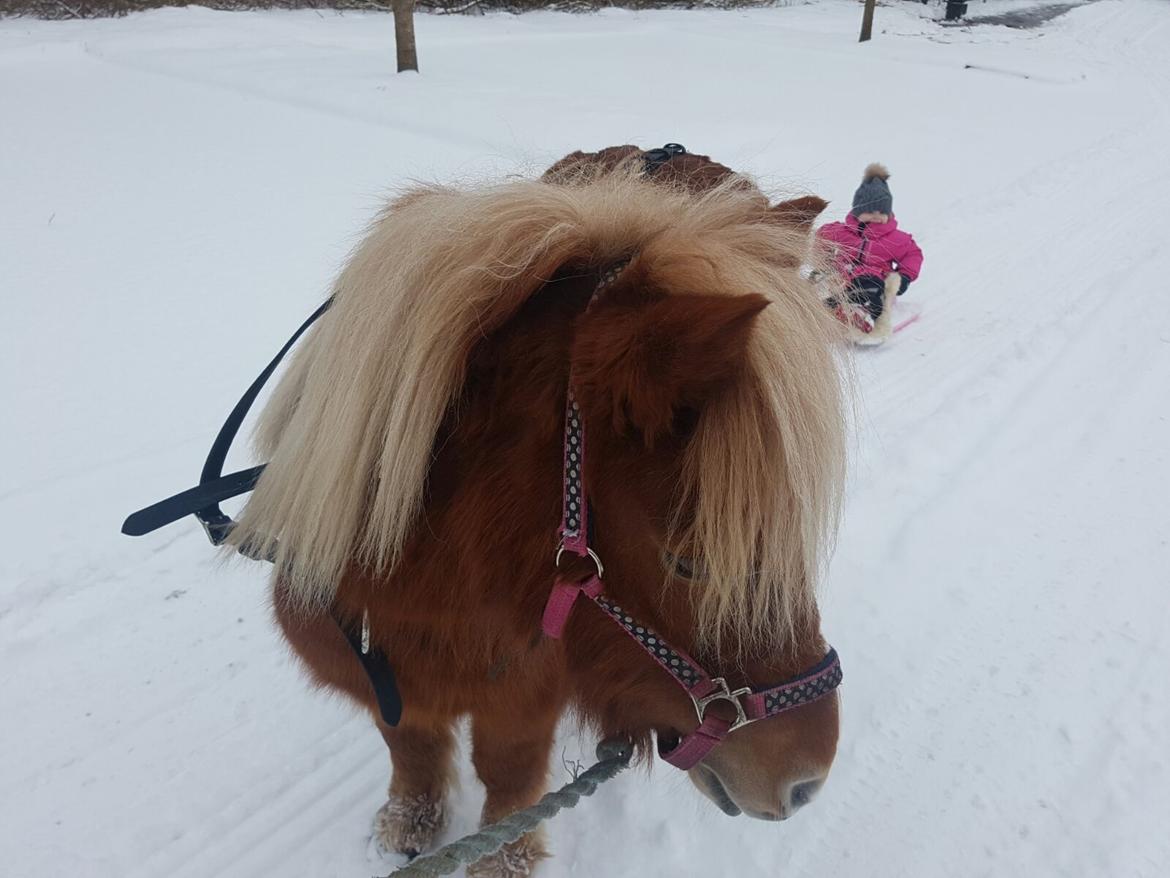 Anden særlig race Minnie billede 6