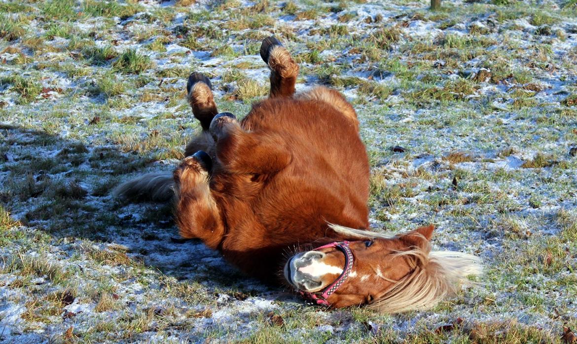 Anden særlig race Minnie billede 3
