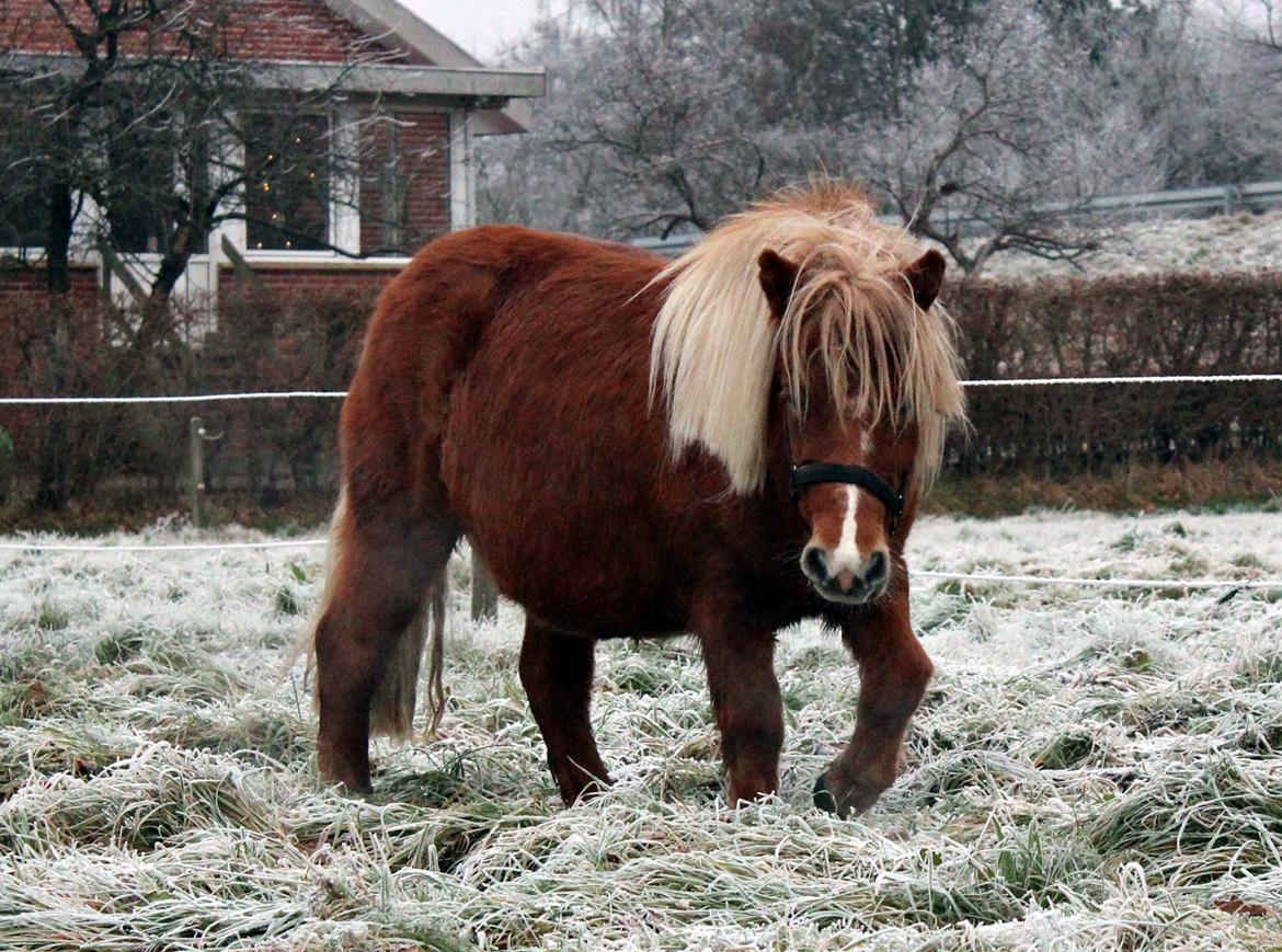 Anden særlig race Minnie billede 9