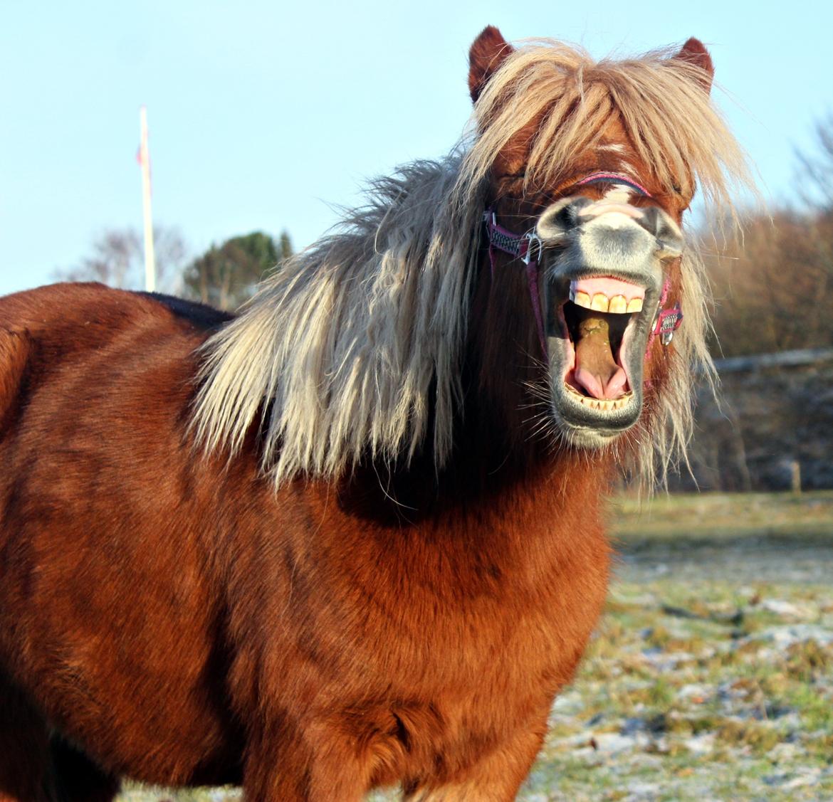 Anden særlig race Minnie billede 8