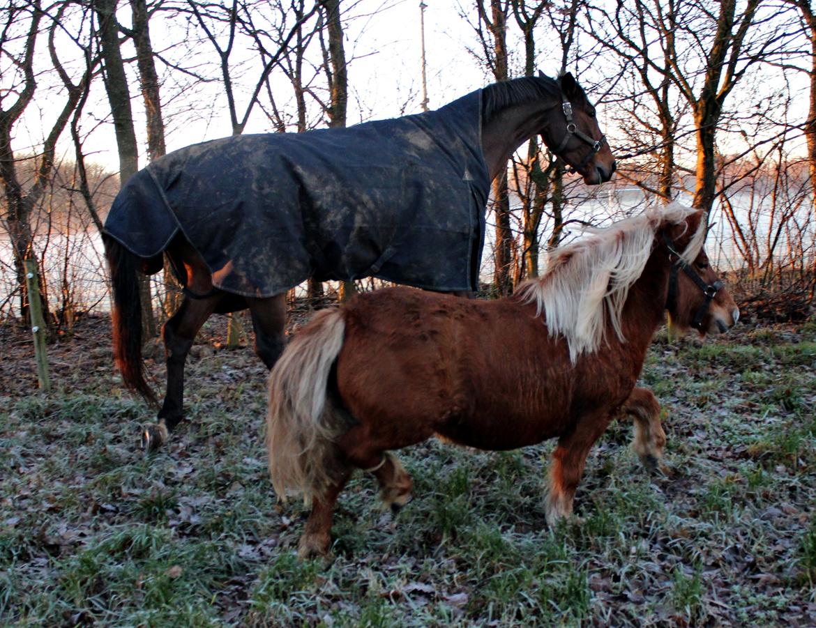 Anden særlig race Minnie billede 10