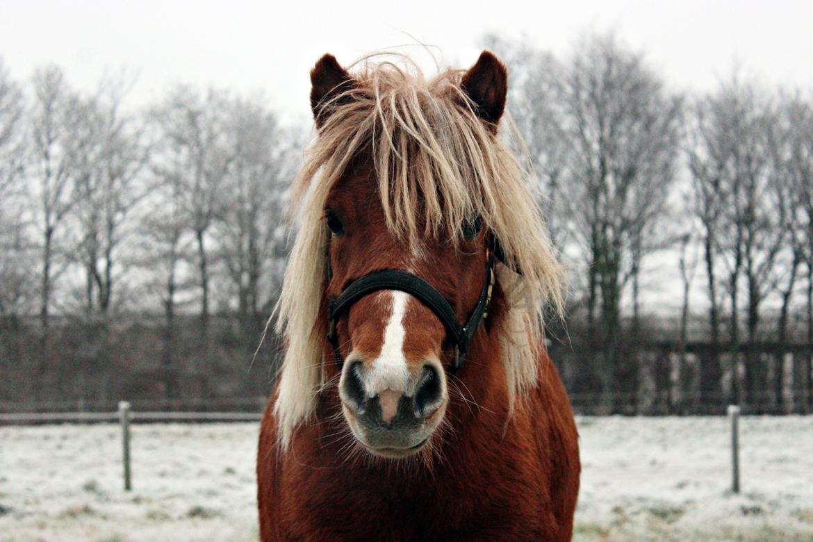 Anden særlig race Minnie billede 4