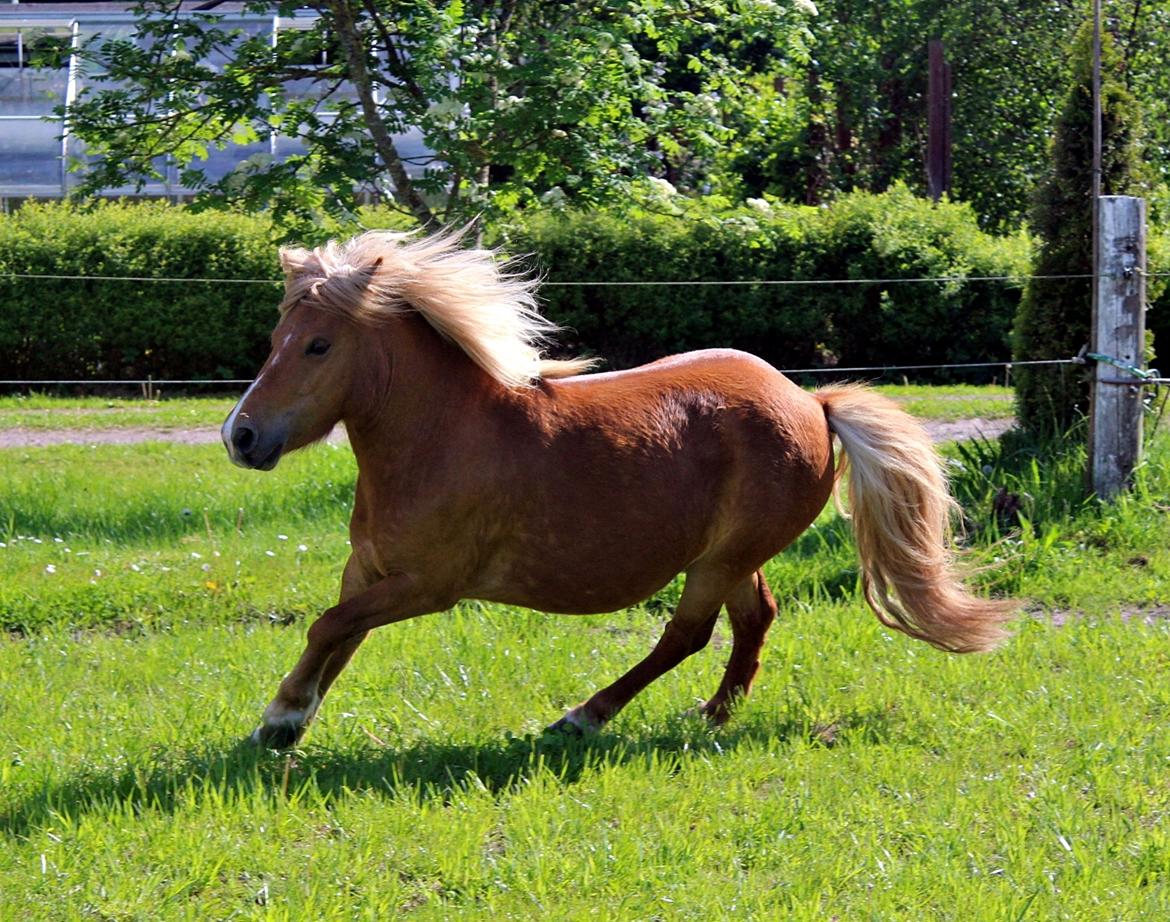 Anden særlig race Minnie billede 2