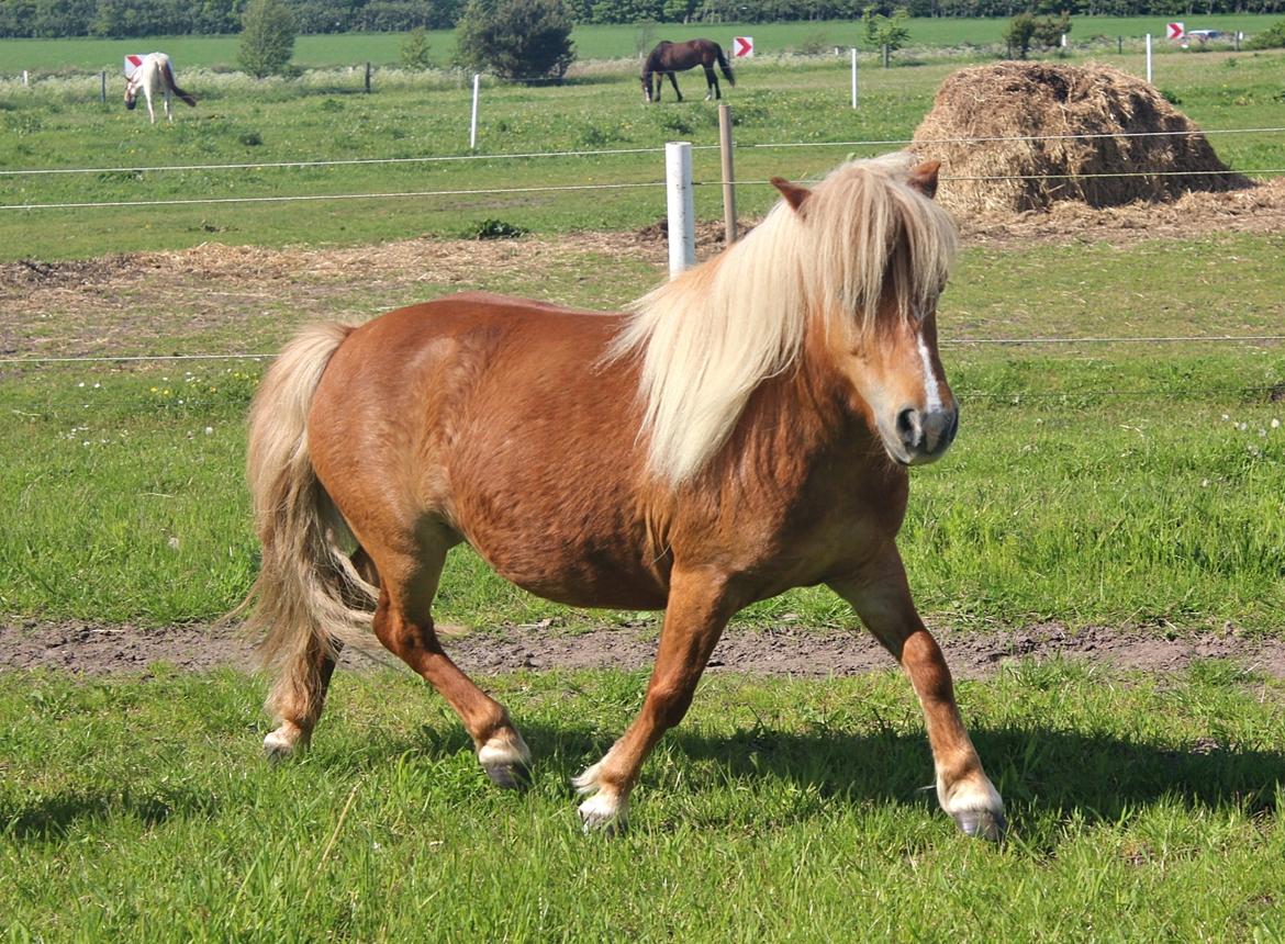 Anden særlig race Minnie billede 5