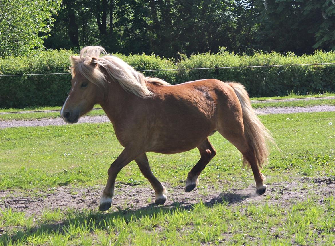 Anden særlig race Minnie billede 14
