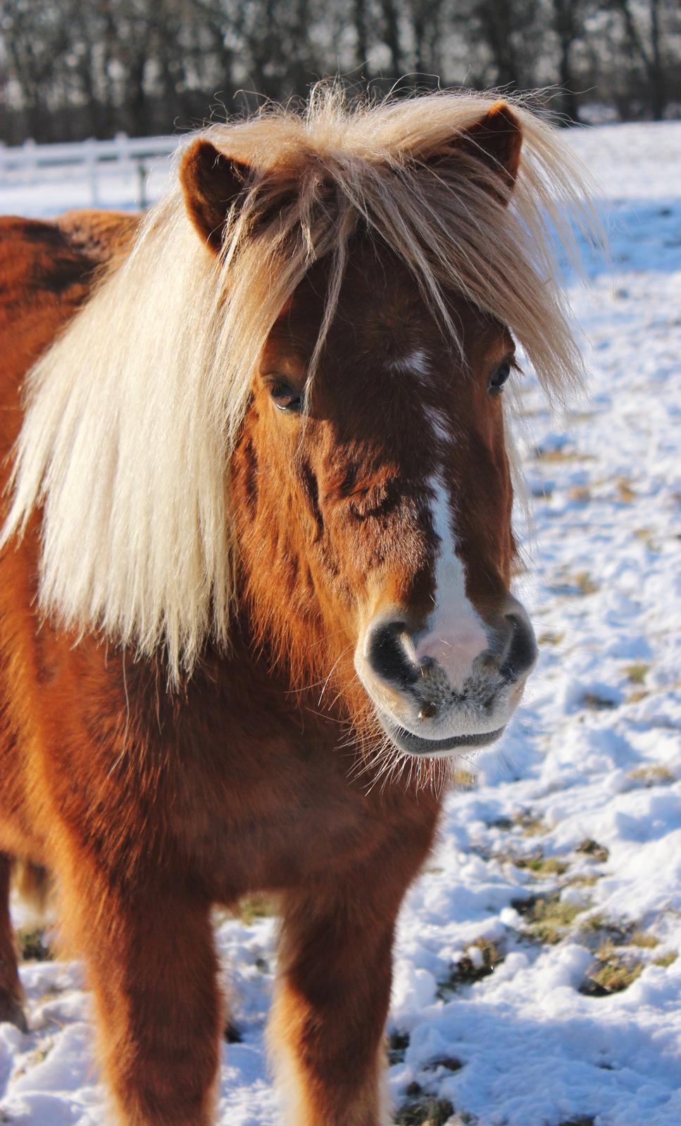 Anden særlig race Minnie billede 16