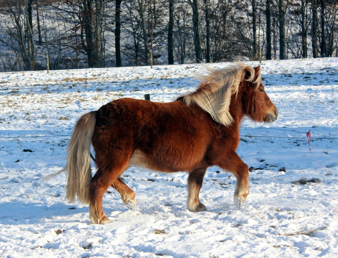 Anden særlig race Minnie billede 15