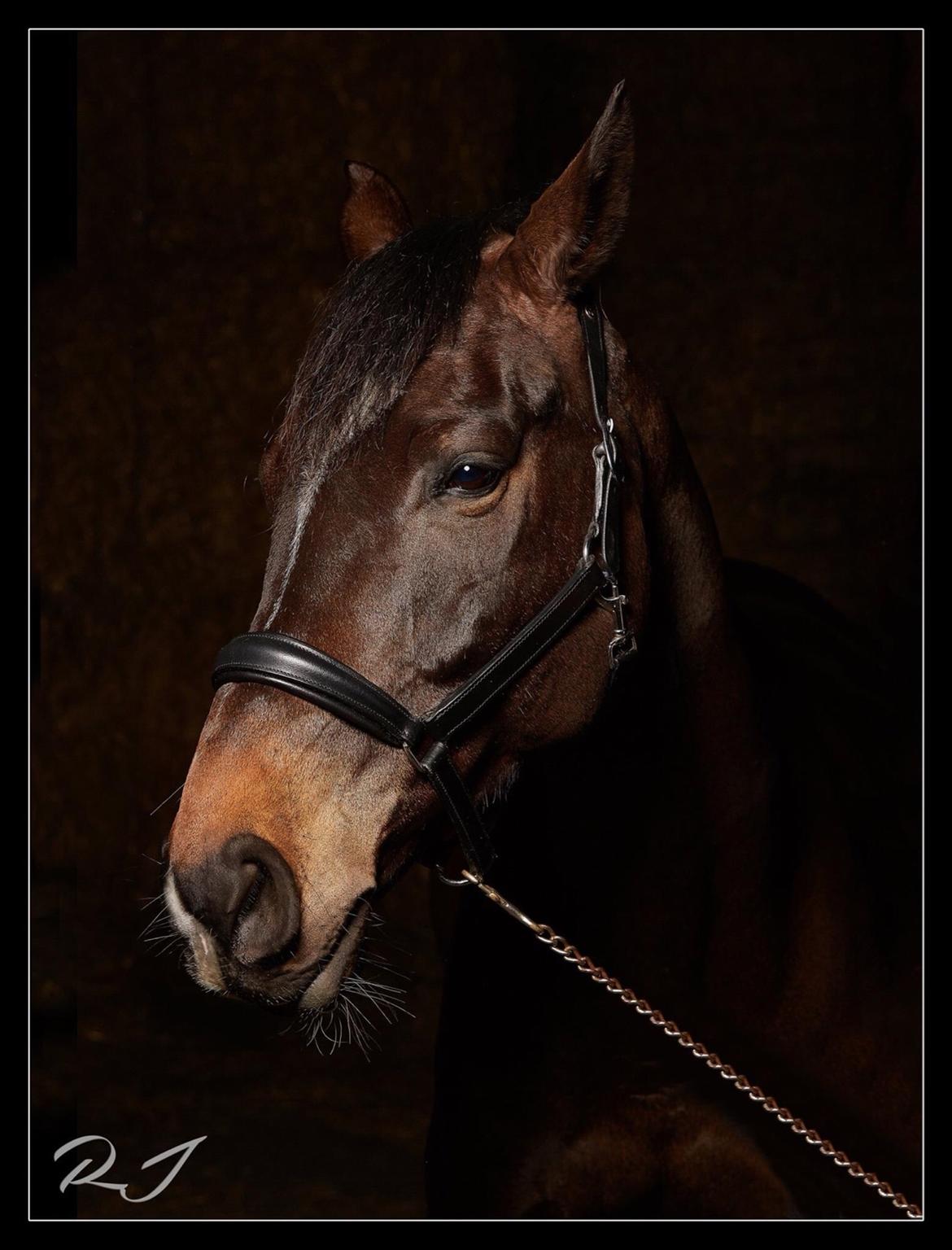 Anden særlig race Sir Charming Felix billede 4