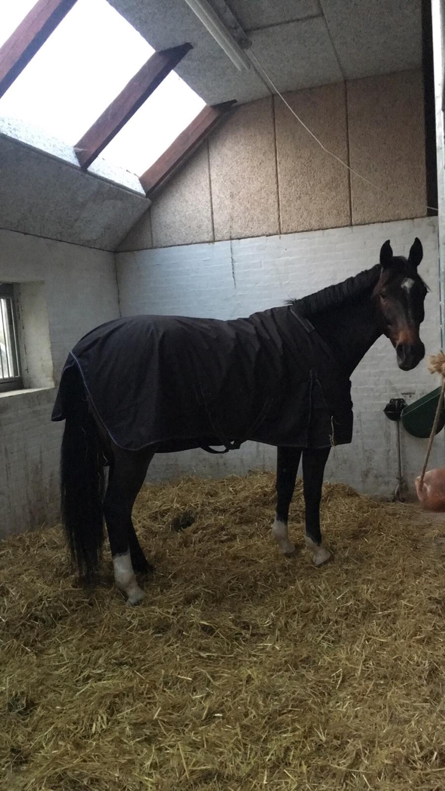 Anden særlig race Sir Charming Felix billede 3