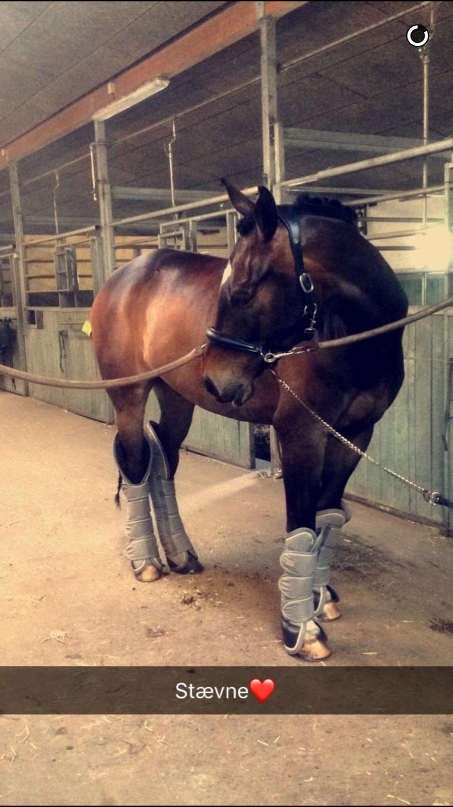 Anden særlig race Sir Charming Felix billede 9