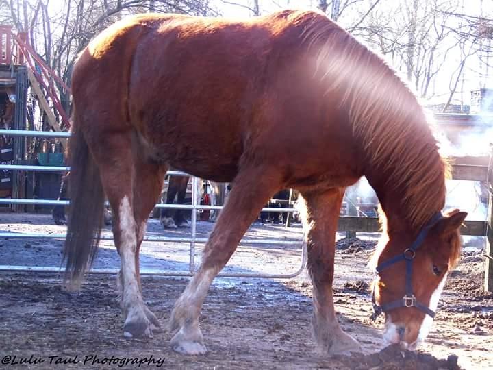 Anden særlig race Surprice billede 8